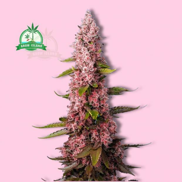 Red Hot Cookies hemp flower long bud with pink background and green Grow Island logo in the left corner