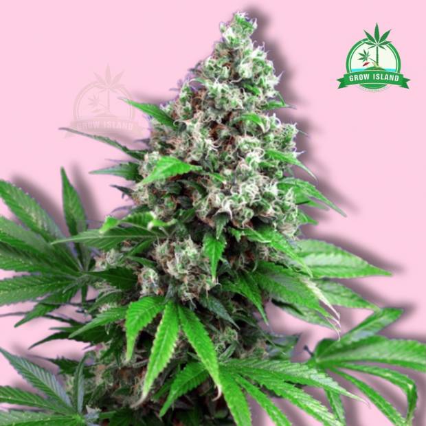 Killer Kush F1 hemp flower long bud with pink background and green Grow Island logo in the right corner