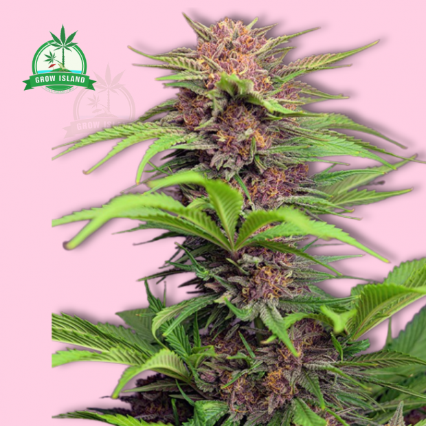 red mimiosa XL auto hemp flower long bud with pink background and green Grow Island logo in the left corner