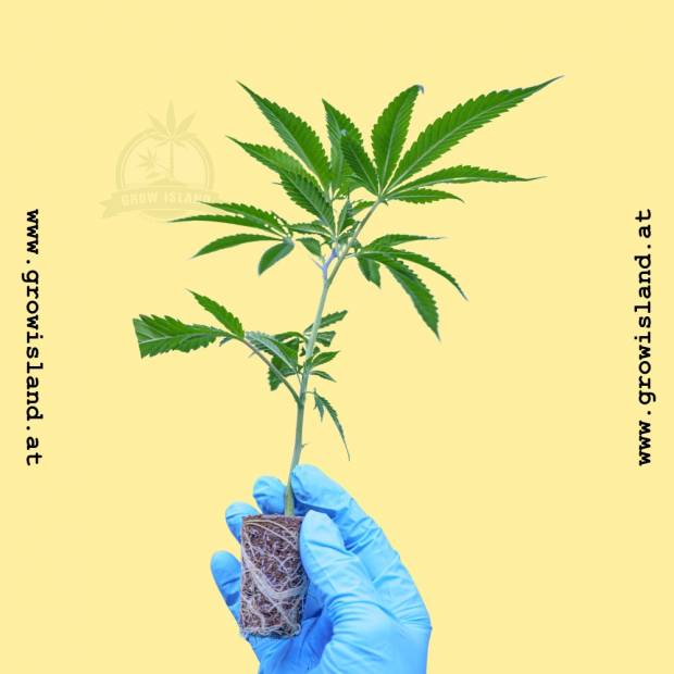 right hand with blue gloveholding a Stunna 1 hemp flower cutting with yellow background