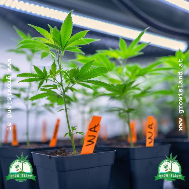 two pieces Permanent Marker pre-grown hemp plant under the light in a grow tent with two green Grow Island logo in the lower corners on the right and left