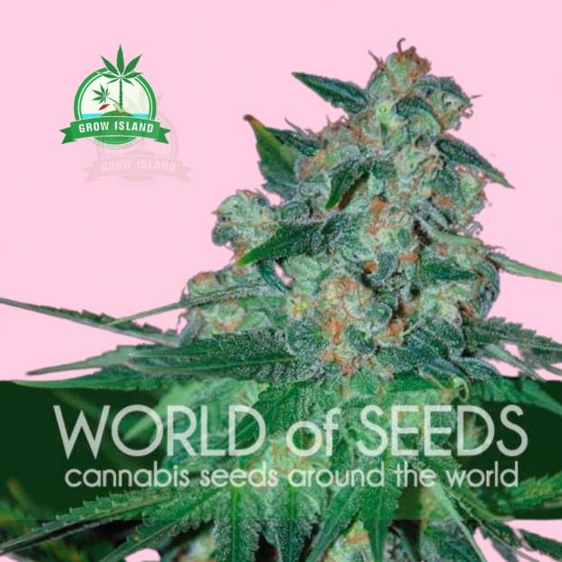 Ketama hemp flower bud with world of seeds text on it, pink background and green Grow Island logo in the upper left corner