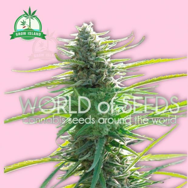 Colombian Gold hemp flower bud with world of seeds text on it, pink background and green Grow Island logo in the upper left corner
