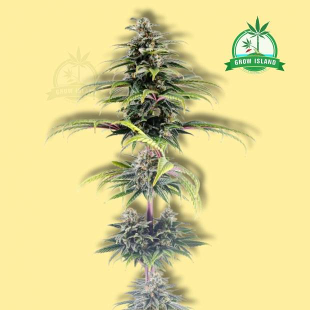 CBG Autoflowering cannabis flower bud from Kannabia with yellow background and a green Grow island logo in the right upper corner