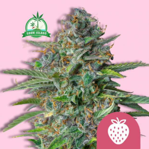 Strawberry Cough cannbis flower bud with a white stawberry logo in the righ lower corner, a green Grow Island in the left upper corner and hell rose background