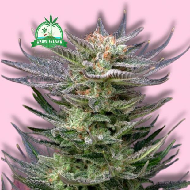 Purple Dream cannabis flower bud from Kannabia with hell rose background and green Grow Island logo in the left upper corner