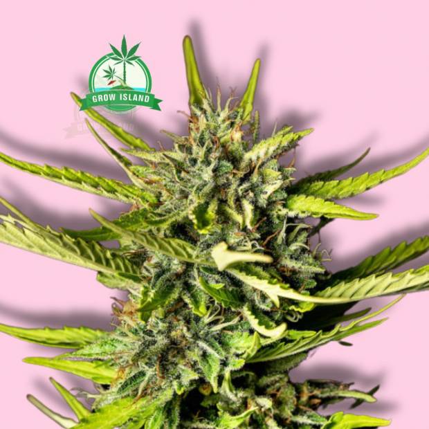 Strawberry Haze cannabis flower bud from Kannabia with hell rose background and green Grow Island logo in the left upper corner