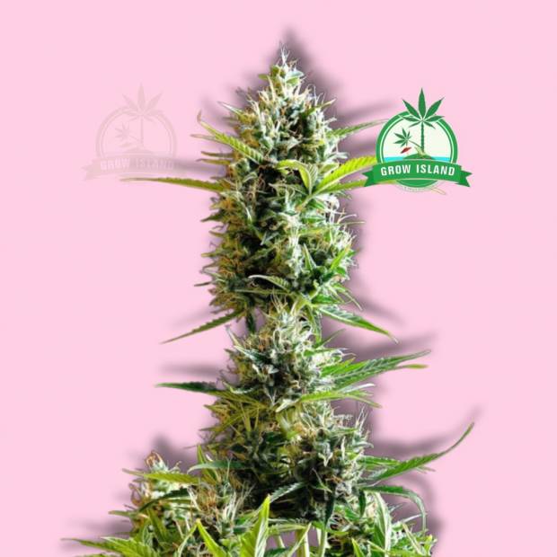 Kickass cannabis flower bud from Kannabia with hell rose background and green Grow Island logo in the right upper corner