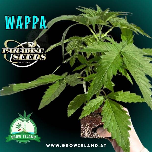 a hand is holding Wappa seedling with dark green background, green grow island logo in the lower middle, paradise seeds logo in the left upper corner, seedling name text in the upper left corner and growisland.at in the upper right corner