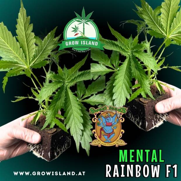 two hands holding two Mental Rainbow F1 seedling with dark green background, green grow island logo in the upper middle, sweet seeds elephant logo in the right lower middle, seedling name text in the right lower corner