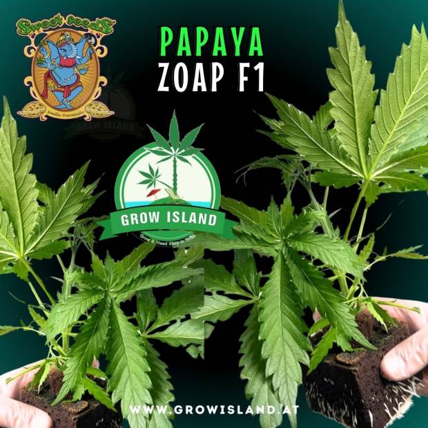 two hands holding two Papaya Zoap F1 seedling with dark green background, green grow island logo in the middle, sweet seeds elephant logo in the left upper corner, seedling name text in the upper middle