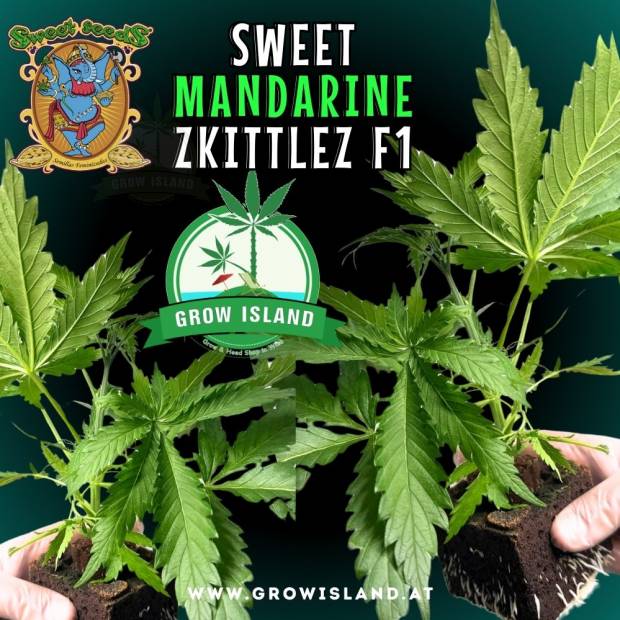 two hands holding two Sweet Mandarine Zkittlez F1 seedling with dark green background, green grow island logo in the middle, sweet seeds elephant logo in the left upper corner, seedling name text in the upper middle