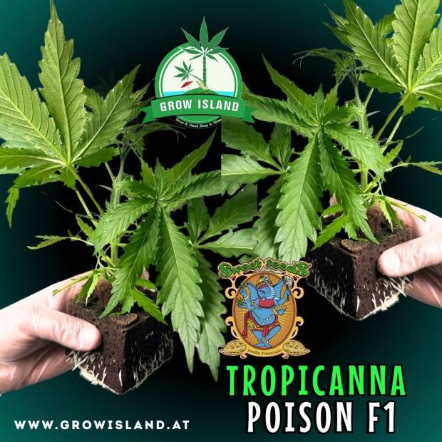 two hands holding two Tropicanna Poison F1 seedling with dark green background, green grow island logo in the upper middle, sweet seeds elephant logo in the right lower middle, seedling name text in the right lower corner