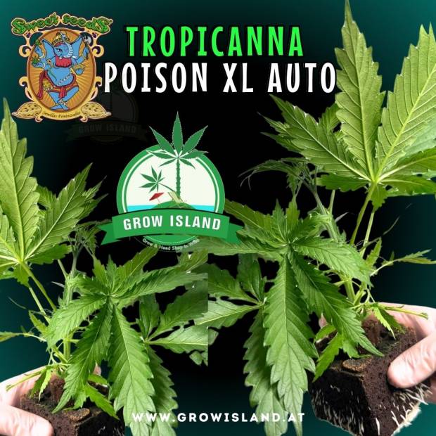 two hands holding two Tropicanna Poison XL AUTO seedling with dark green background, green grow island logo in the middle, sweet seeds elephant logo in the left upper corner, seedling name text in the upper middle