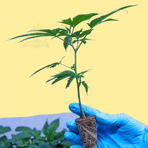 a hand in blue gloves holding a Jokerz 31 hemp plant with yellow background