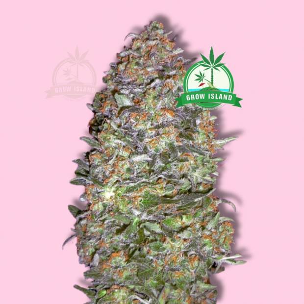 Advanced Seeds / AUTO / NYC Diesel cannabis flower bud with hell rose background and green Grow Island logo in the right upper corner
