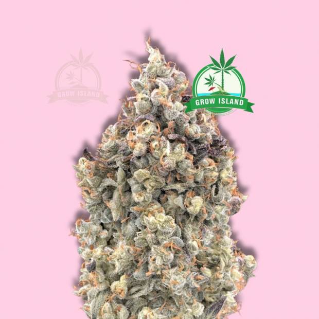 AUTO Watermelon OG cannabis flower bud from Advanced Seeds with hell rose background and green grow island logo in the right upper corner
