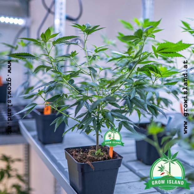 Sleepy Joe pre-grown hemp plant and five other in the background grow island logo in the right lower corner