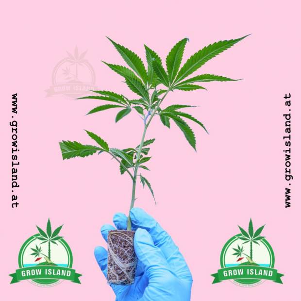 a hand in blue gloves holding a Chem Flyer hemp plant with hell rose background and two green Grow Island logo in both lower corner, and websitename on the left and right side