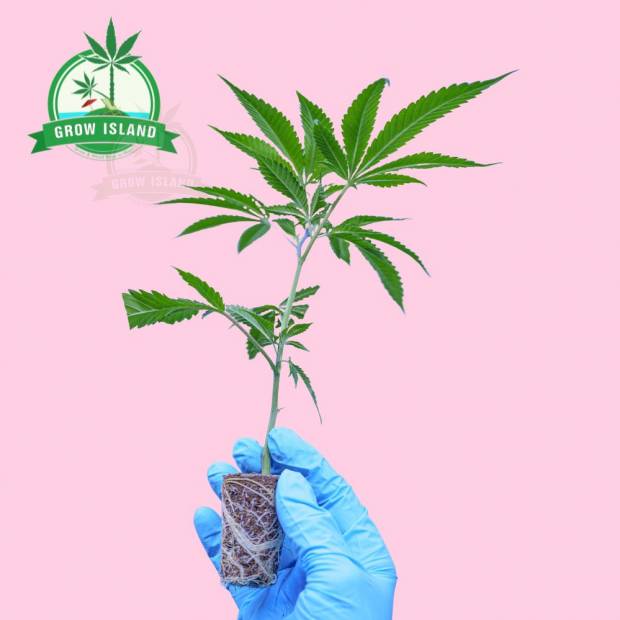 hand in blue glove, holding Sour Ripper hemp flower with hell rose background and a green Grow island logo in the left upper