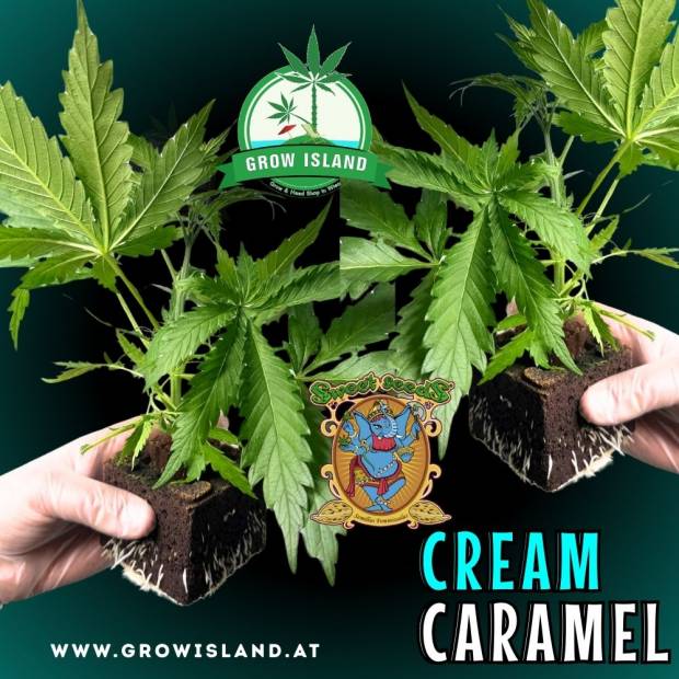 two hands holding two Cream Caramel seedling with dark green background, green grow island logo in the upper middle, sweet seeds elephant logo in the right lower middle, seedling name text in the right lower corner