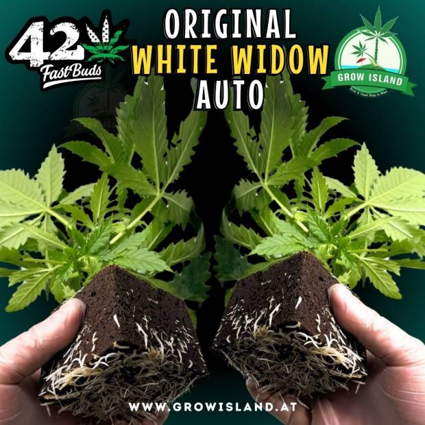 2 hands holding 2 White Widow Auto seedling with dark green background, green grow island logo in the upper right corner, Fast buds logo in the left upper corner, seedling name text in the upper middle and growisland.at in the lower middle