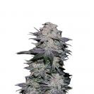 Blackberry cannabis flower bud from Fast Buds