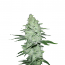 Six Shooter cannabis flower bud from Fast Buds