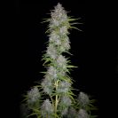 Orange Sherbet cannabis flower bud with black background