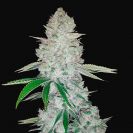 cannabis_kannabisz_seed_seeds_hanfsamen_kender_mag_fast_buds_gorilla_glue_auto