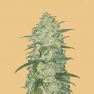 cannabis flower thicker bud with hell orange background