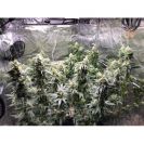 Lemon OG hemp plants in a growtent with many buds