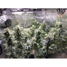 Super Sativa Seeds Club Kosher Haze