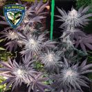 grow_island_t.h_._seeds_french_cookies-2_.jpg