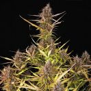 Purple Queen cannabis flower bud in pink shade and with black background