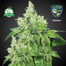 t._h_._seeds_citron_givre_grow_island_.jpg