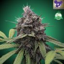 Cash Cow cannabis flower bud with green background and purple haired lady face logo from Anesia Seed, green grow island logo in the right upper corner