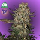 Future 1 cannabis flower bud with purple background and purple haired lady face logo from Anesia Seed and a green grow island logo in the left upper corner
