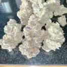 white_truffle3.jpg