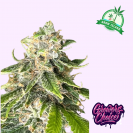 Bruce Banner 3 hemp flower bud
