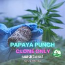 a hand holding one little Papaya Punch hemp plant