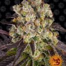 Purple Punch x Lemon Drizzle cannabis flower bud with black background and orange barneys farm sun logo in the right lower corner