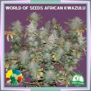 South African Kwazulu hemp flower bud