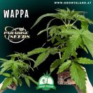two hands are holding Wappa seedlings with dark green background, green grow island logo in the lower left corner, paradise seeds logo in the left upper corner, seedling name text in the upper left corner and growisland.at in the lower middle
