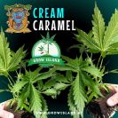 two hands holding two Cream Caramel seedling with dark green background, green grow island logo in the middle, sweet seeds elephant logo in the left upper corner, seedling name text in the upper middle