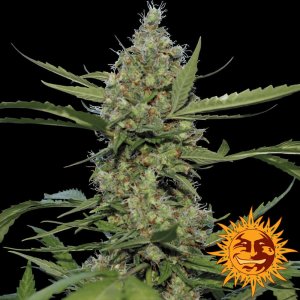 Barney's Farm Laughing Buddha cannabis flower bud with black background and orange barneys farm sun logo in the right lower corner