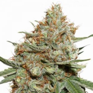 cannabis_kannabisz_seed_seeds_hanfsamen_kender_mag_dutch-passion-skunk11