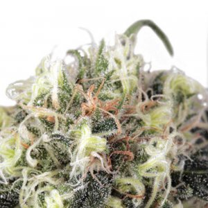 cannabis_kannabisz_seed_seeds_hanfsamen_kender_mag_dutch-passion-snow-bud