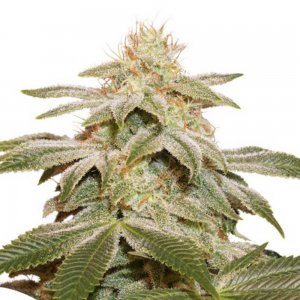 cannabis_kannabisz_seed_seeds_hanfsamen_kender_mag_dutch-passion-sugar-bomb-punch