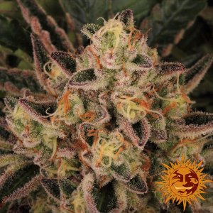 cannabis_kannabisz_seed_seeds_hanfsamen_kender_mag_barneys_farm_dos_si_dos_33